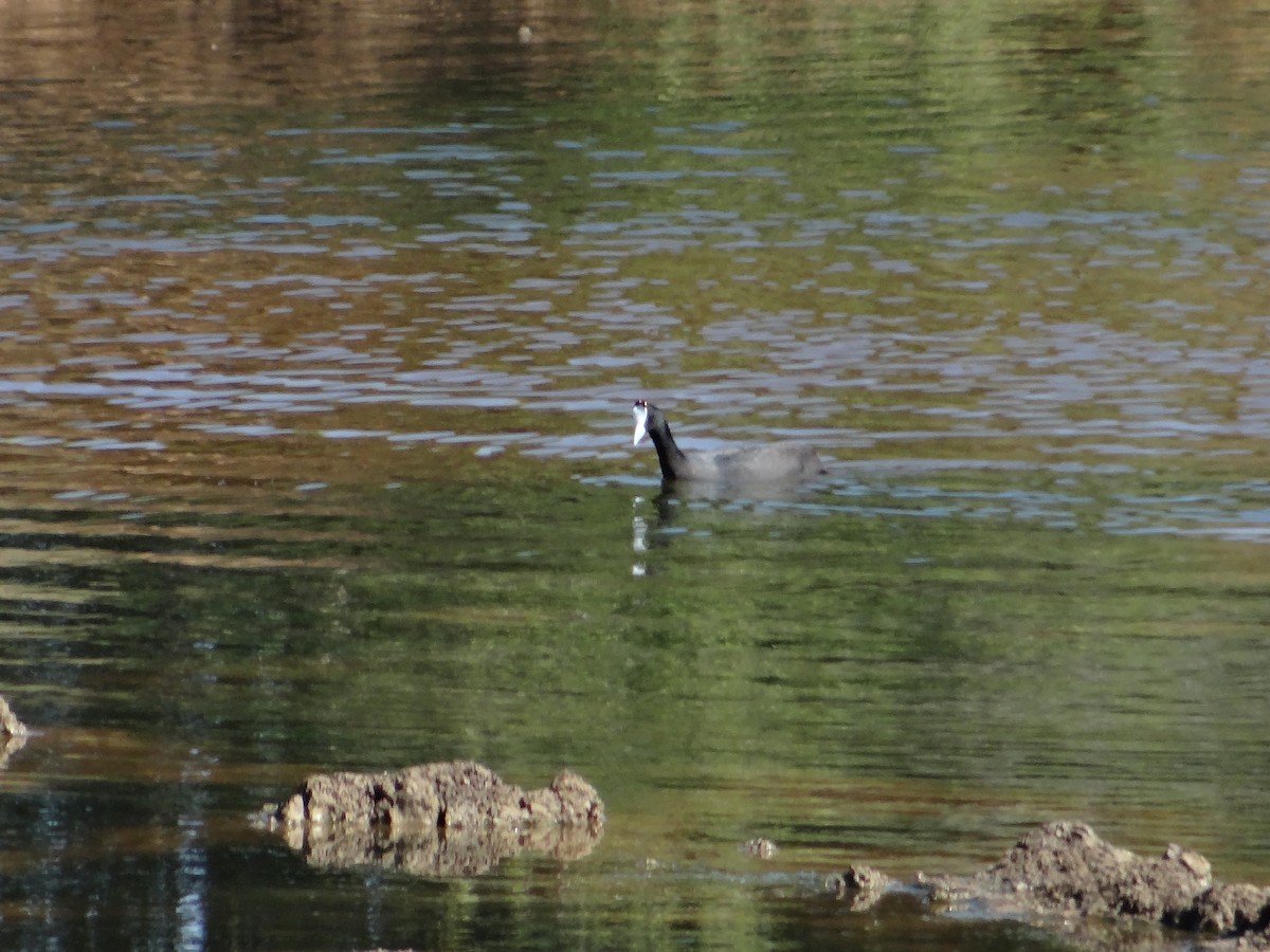 Red-knobbed Coot - ML642322183