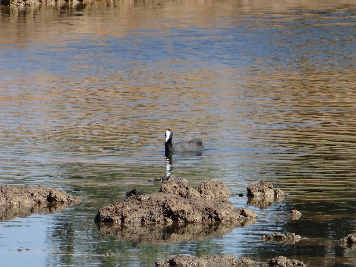 Red-knobbed Coot - ML642322185