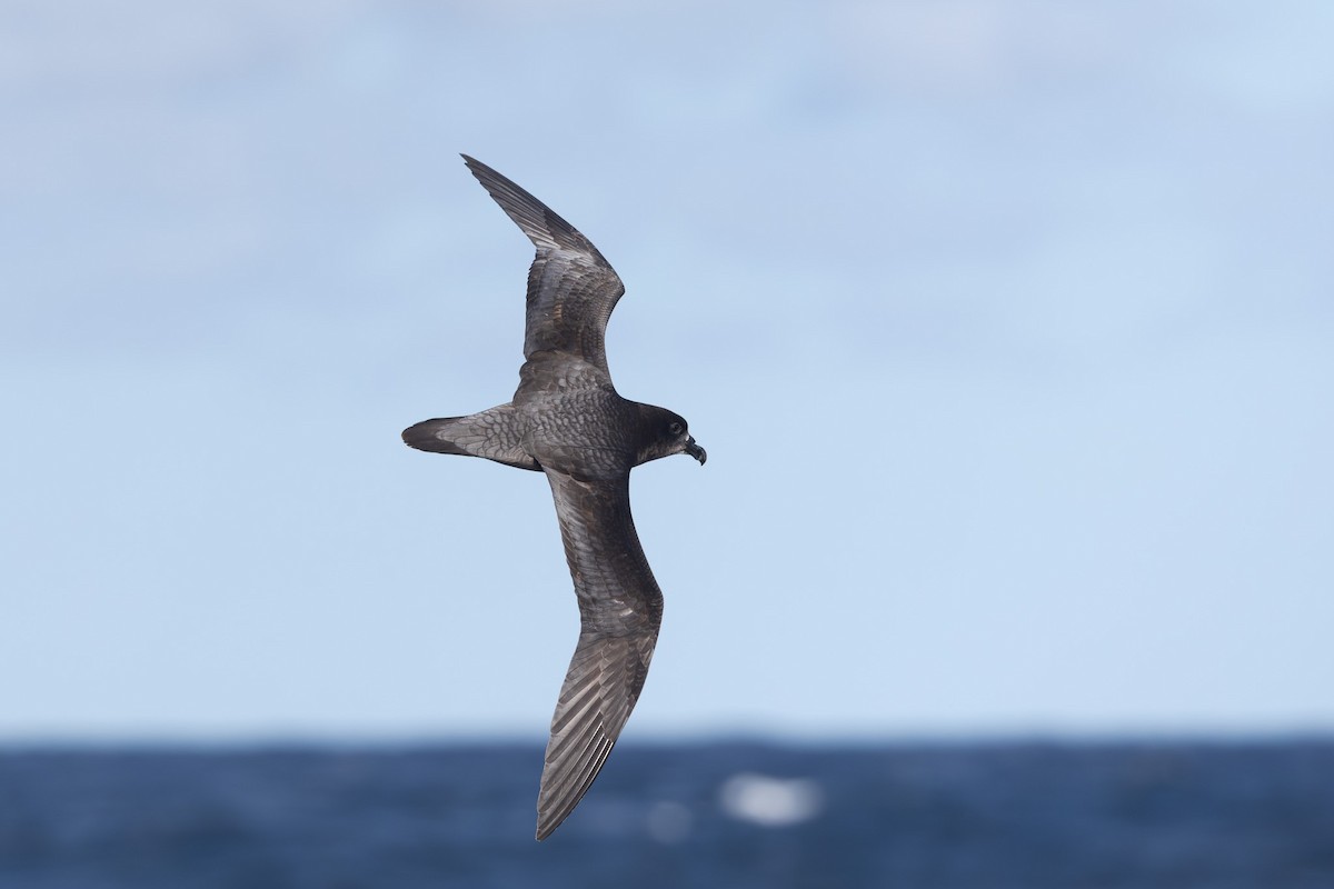 Providence Petrel - ML642322186
