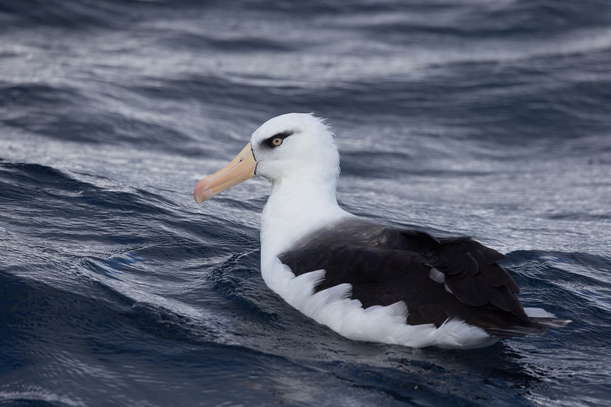 Black-browed Albatross (Campbell) - ML642322193