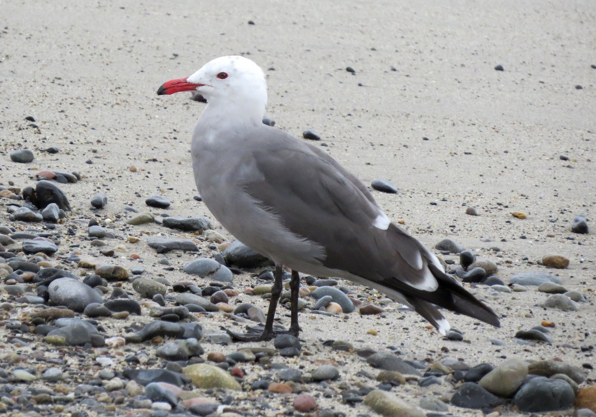 Heermann's Gull - ML642322195