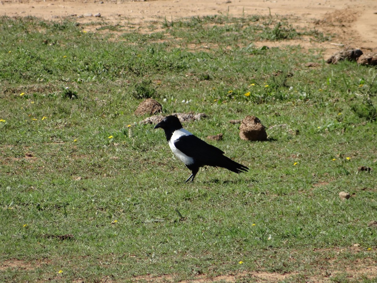 Pied Crow - ML642322197