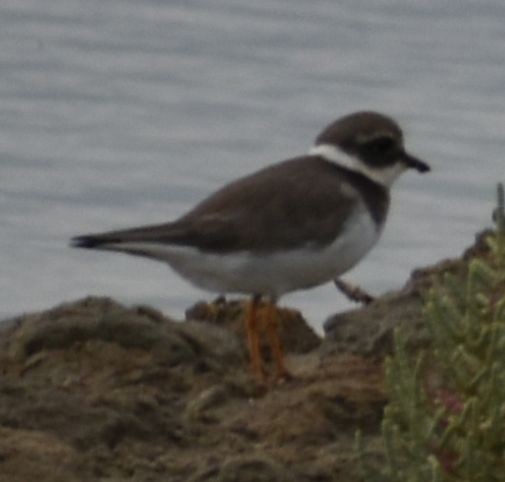 Common Ringed Plover - ML642322229