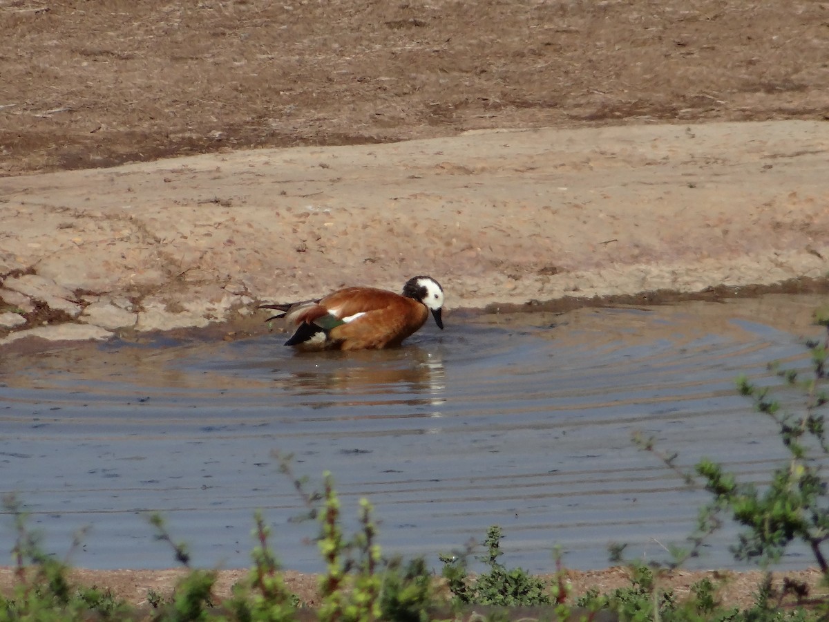 South African Shelduck - ML642322230