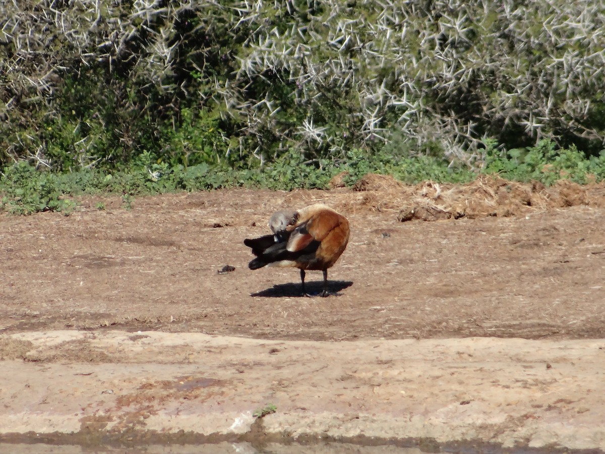 South African Shelduck - ML642322231