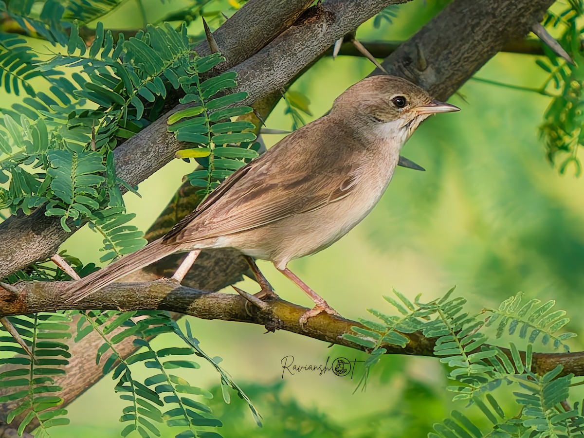 Greater Whitethroat - ML642322232