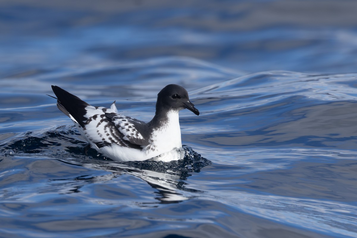 Pintado Petrel - ML642322233