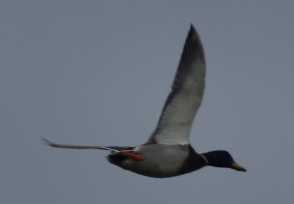 Mallard - ML642322234
