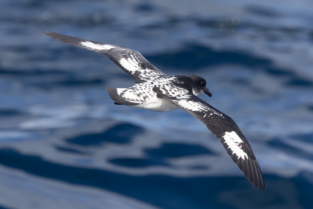 Pintado Petrel - ML642322238