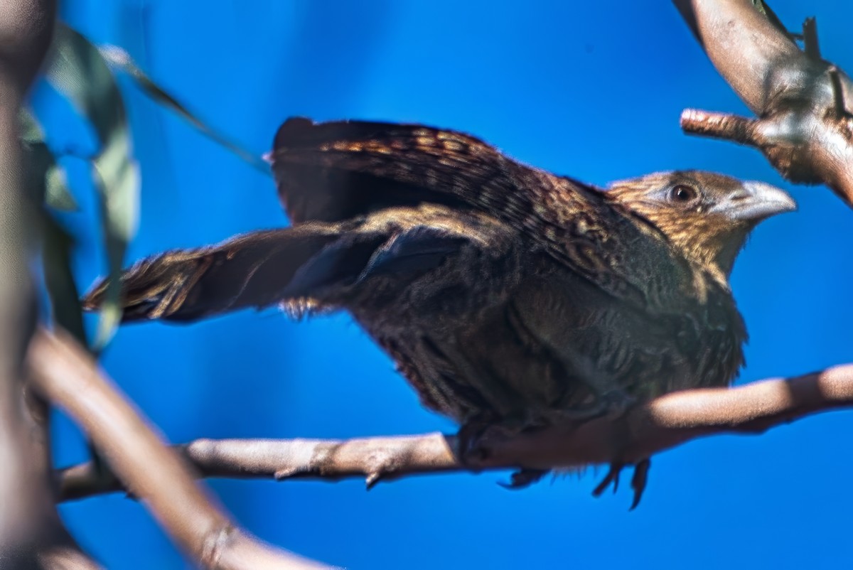 Pheasant Coucal (Pheasant) - ML642322241