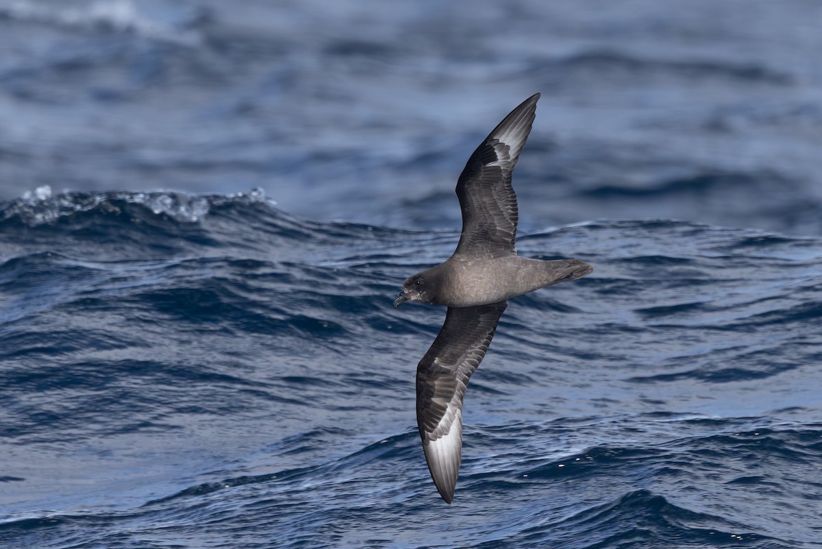 Providence Petrel - ML642322243
