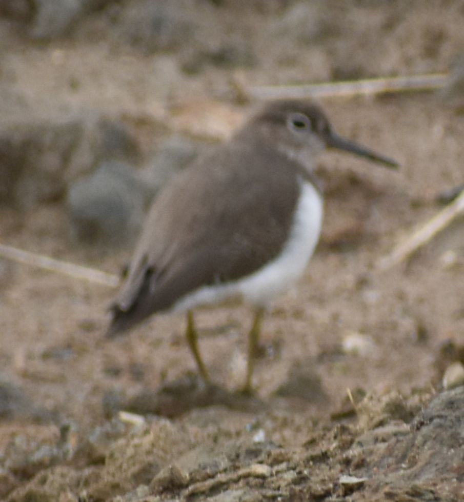 Common Sandpiper - ML642322245