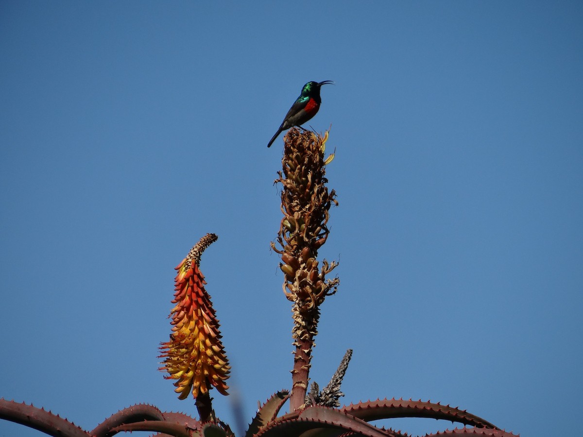 Greater Double-collared Sunbird - ML642322247