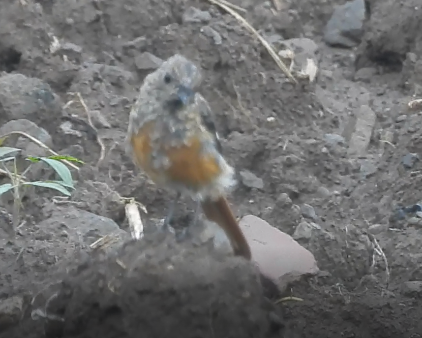 Daurian Redstart - ML642322253