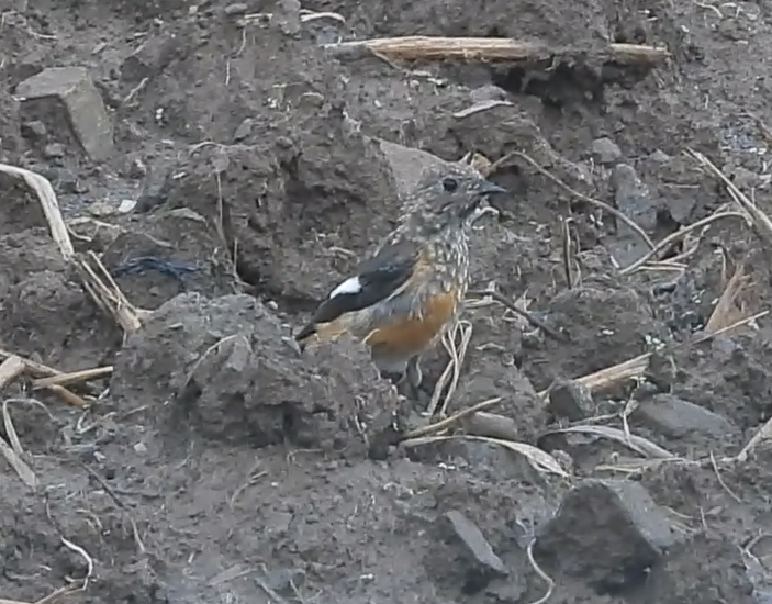 Daurian Redstart - ML642322254