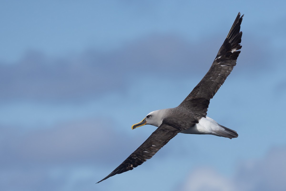 Buller's Albatross - ML642322255