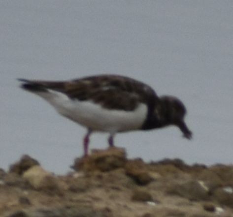 Ruddy Turnstone - ML642322258