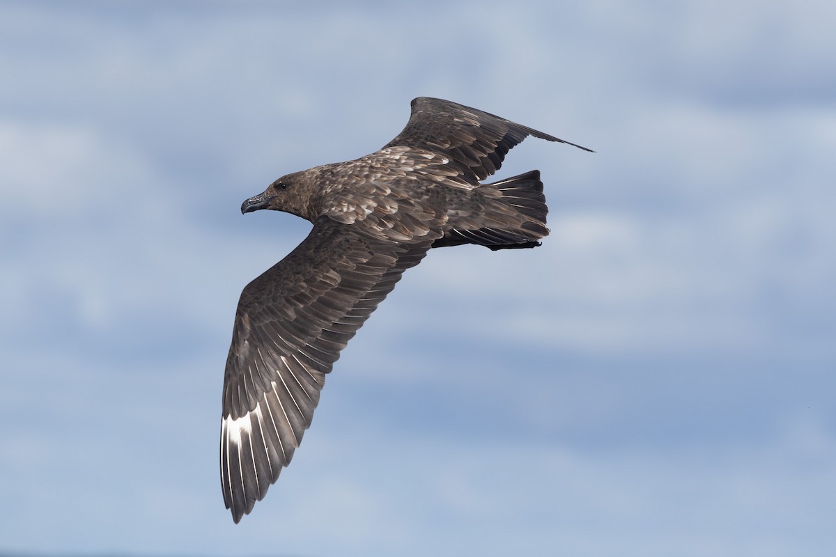 Brown Skua - ML642322259