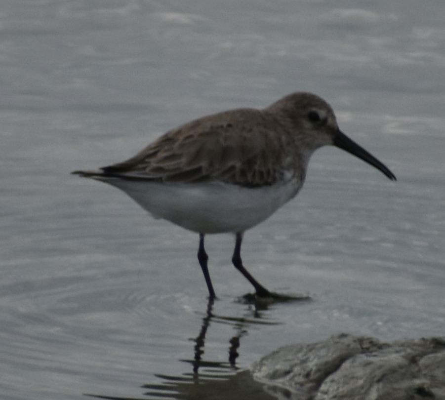 Dunlin - ML642322260
