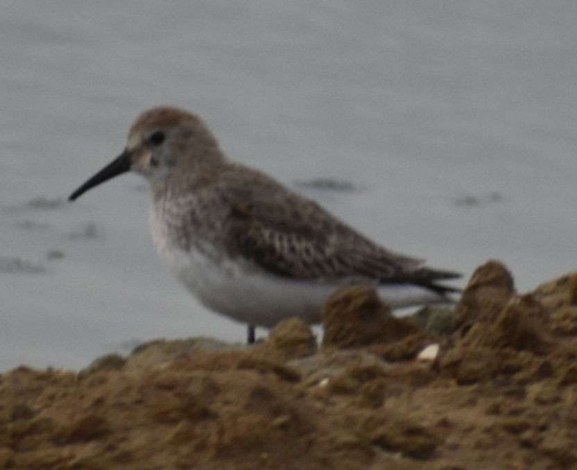 Dunlin - ML642322261