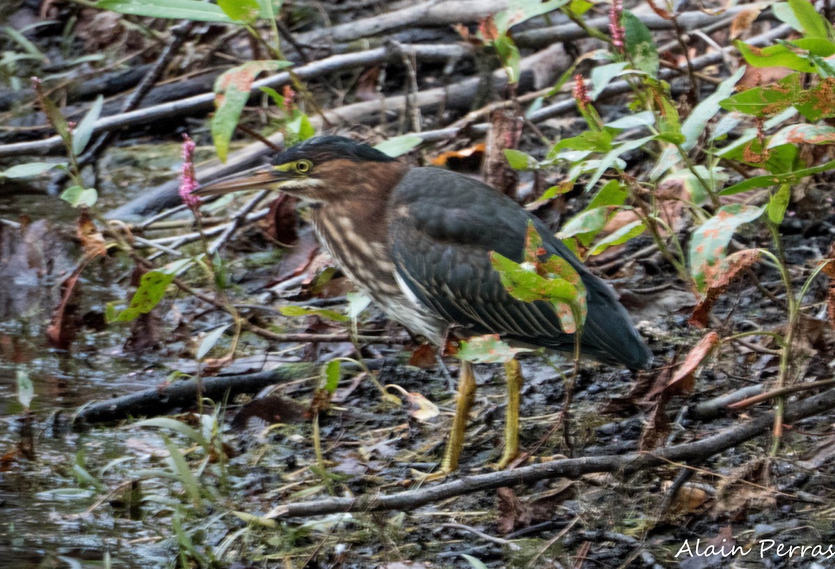 Green Heron - ML642322262