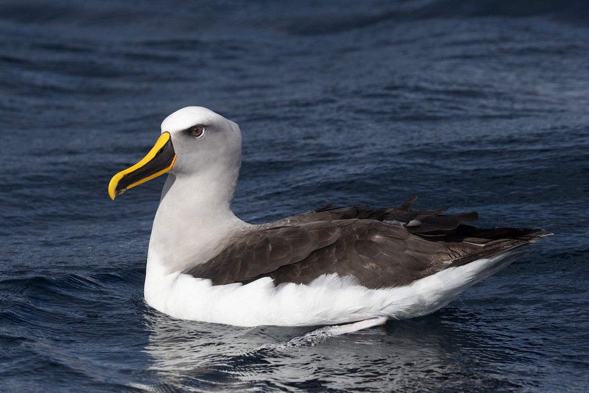 Buller's Albatross - ML642322265