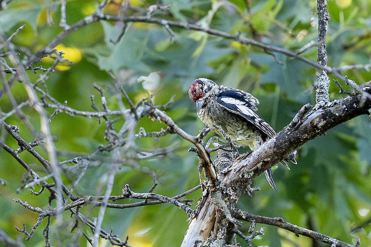 Yellow-bellied Sapsucker - ML642322266