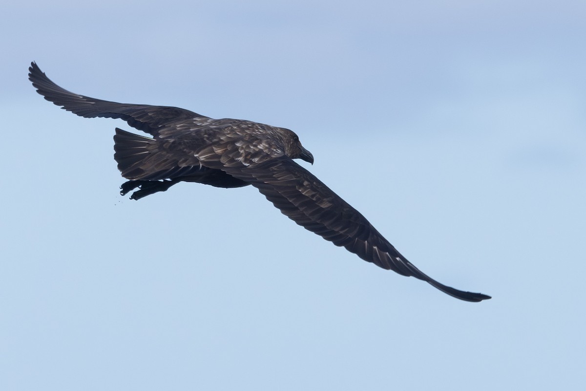 Brown Skua - ML642322278