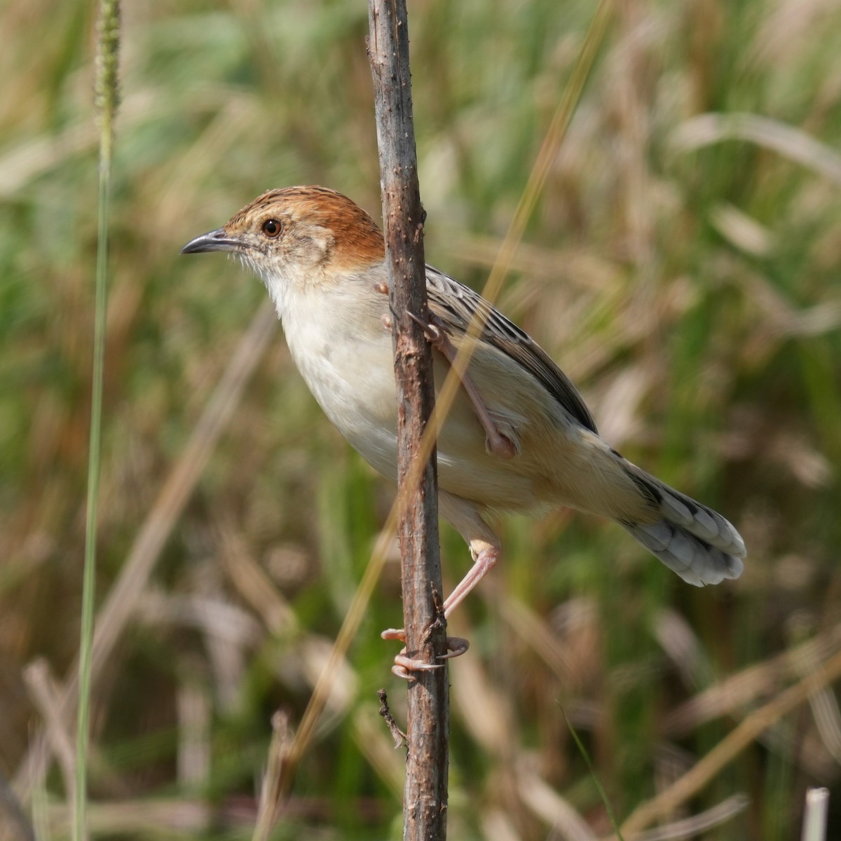 Stout Cisticola - ML642322288