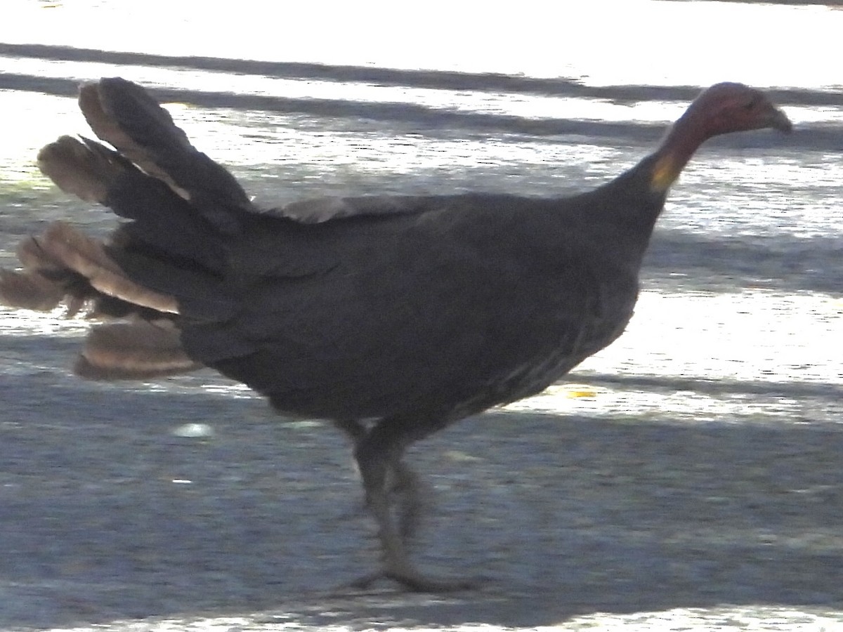 Australian Brushturkey - ML642322289