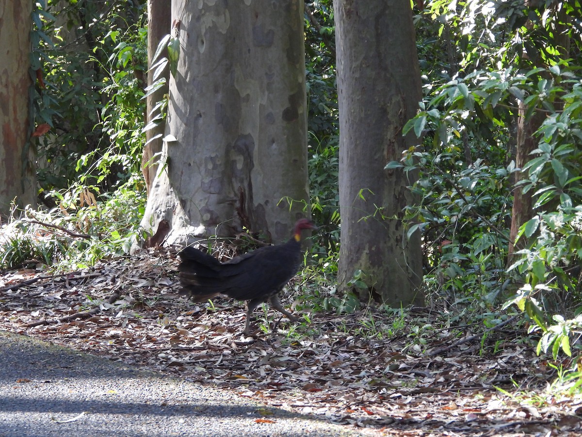 Australian Brushturkey - ML642322290