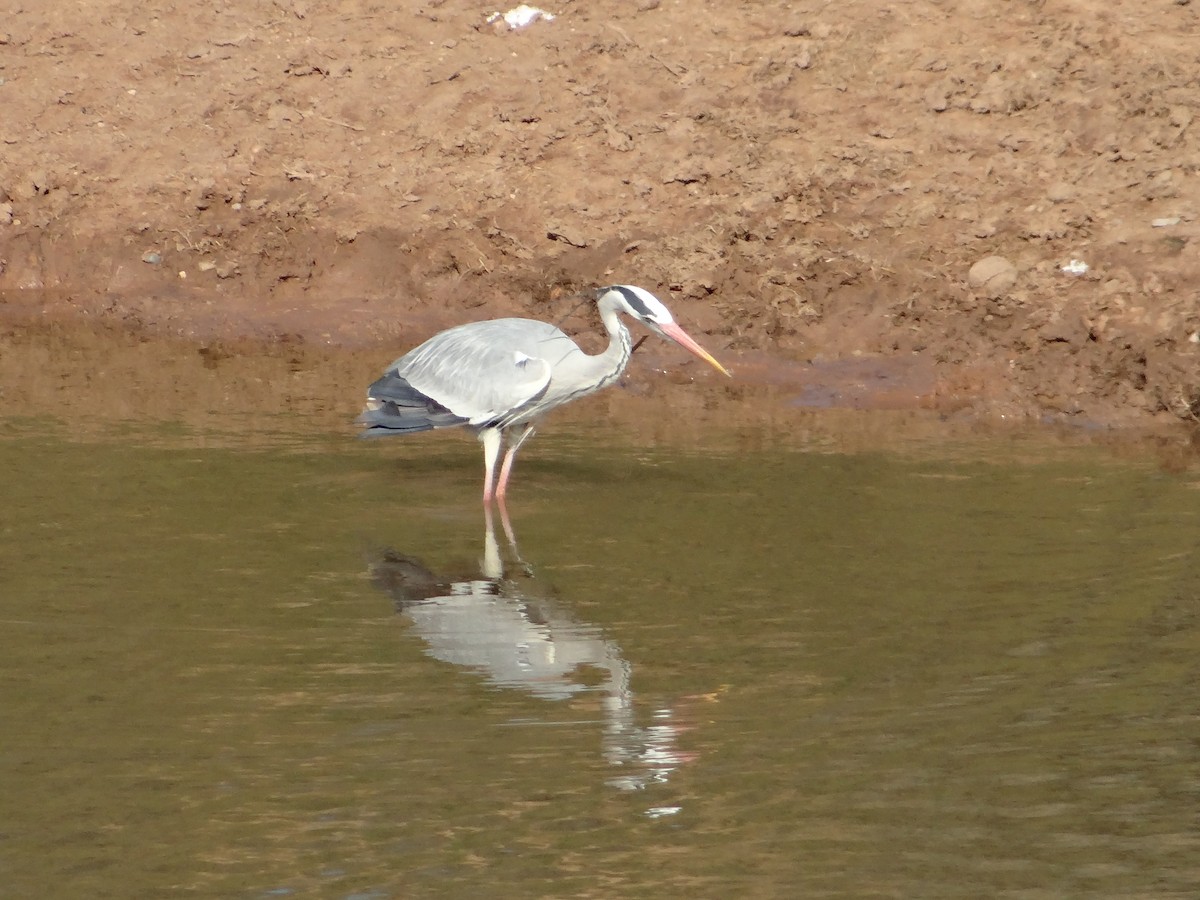 אנפה אפורה - ML642322307