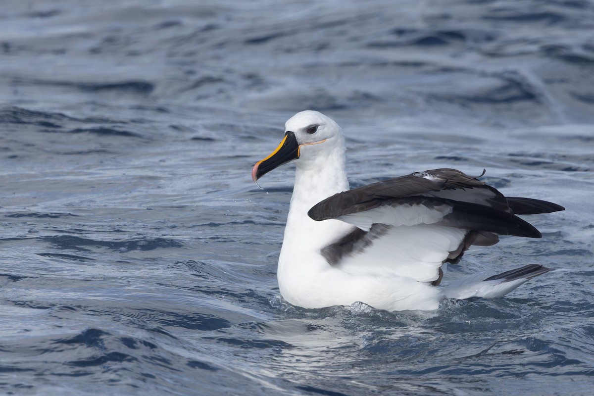 Indian Yellow-nosed Albatross - ML642322332