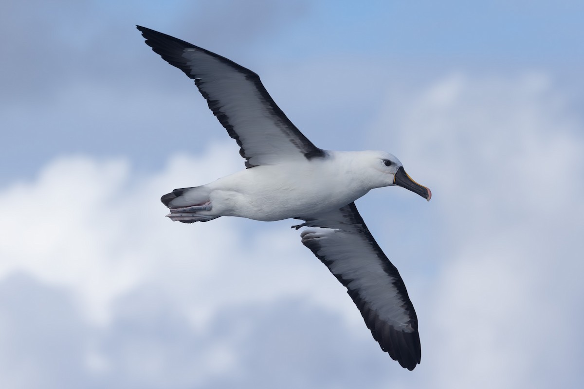 Indian Yellow-nosed Albatross - ML642322334