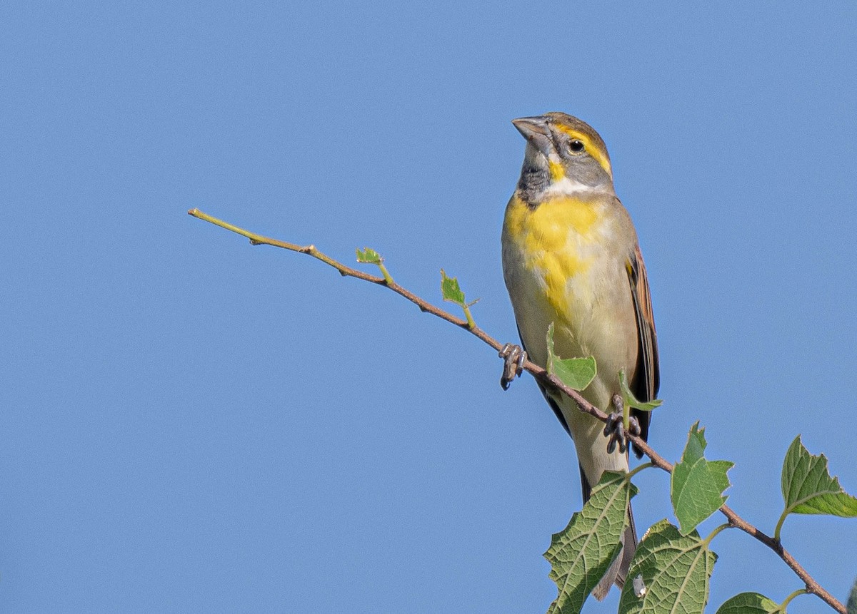 Лускун - ML642322353