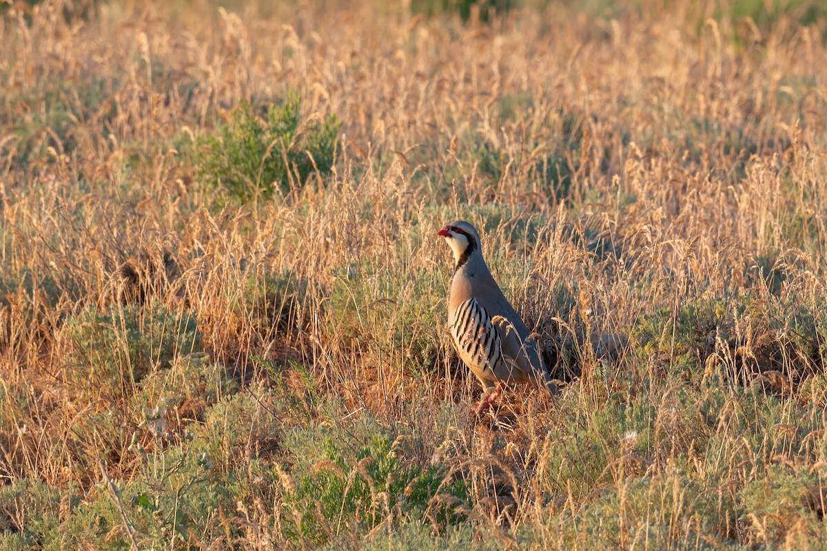 Кеклик - ML642322391