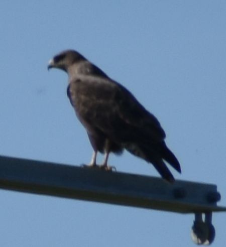 Канюк - ML642322397