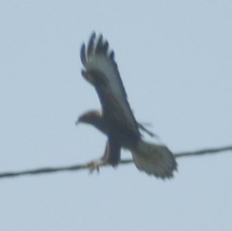 Канюк - ML642322398