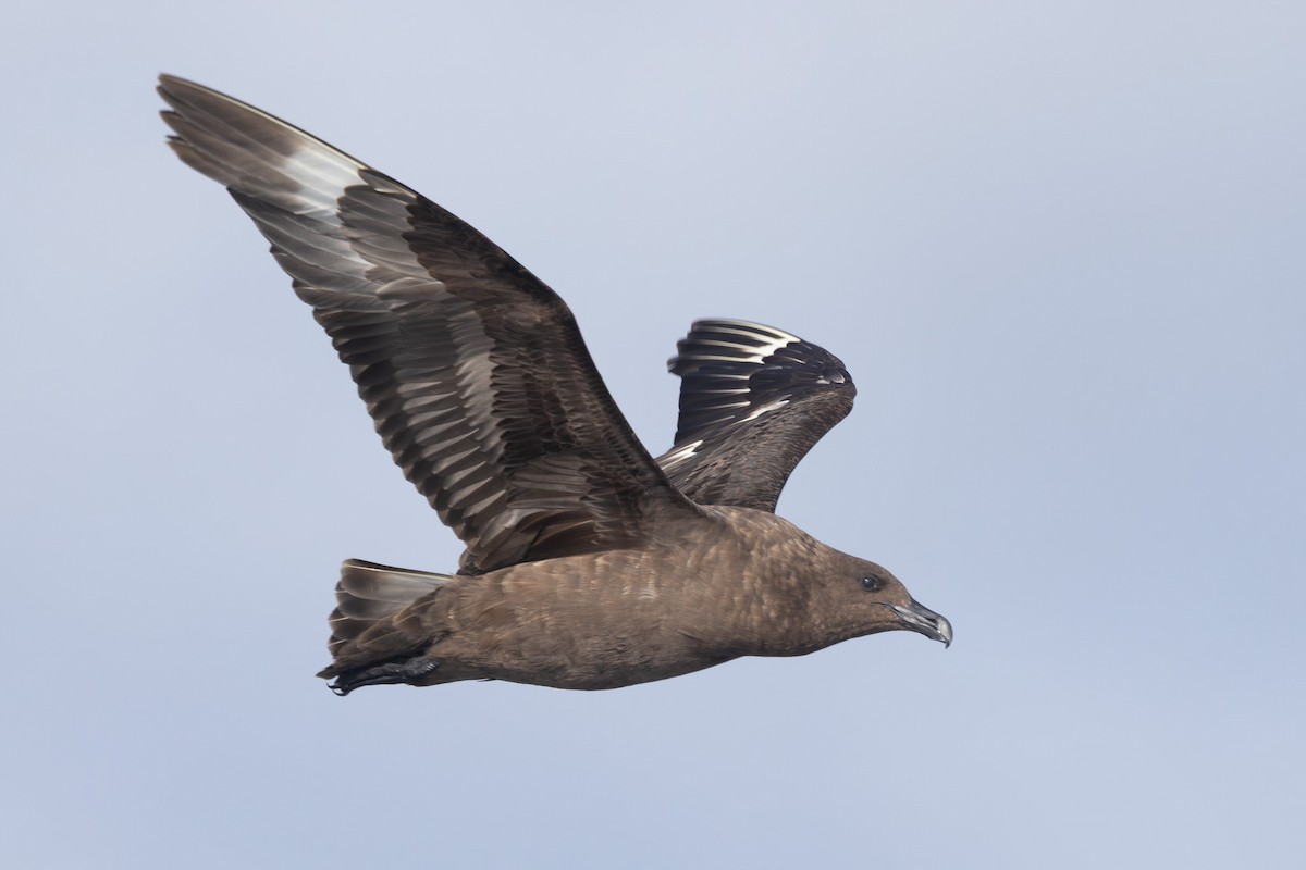 Brown Skua - ML642322410
