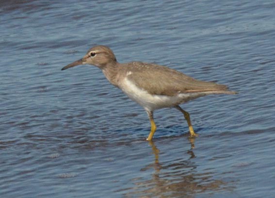 Spotted Sandpiper - ML642322411