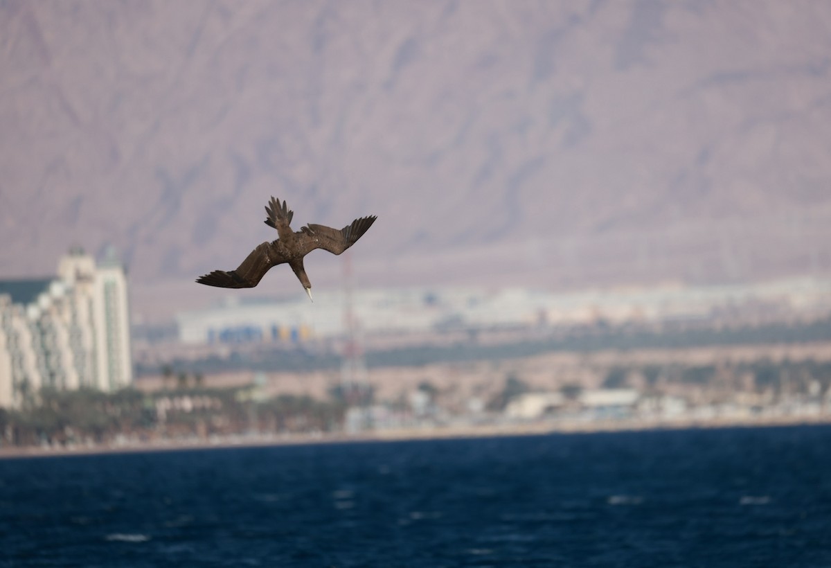 Brown Booby - ML642322419