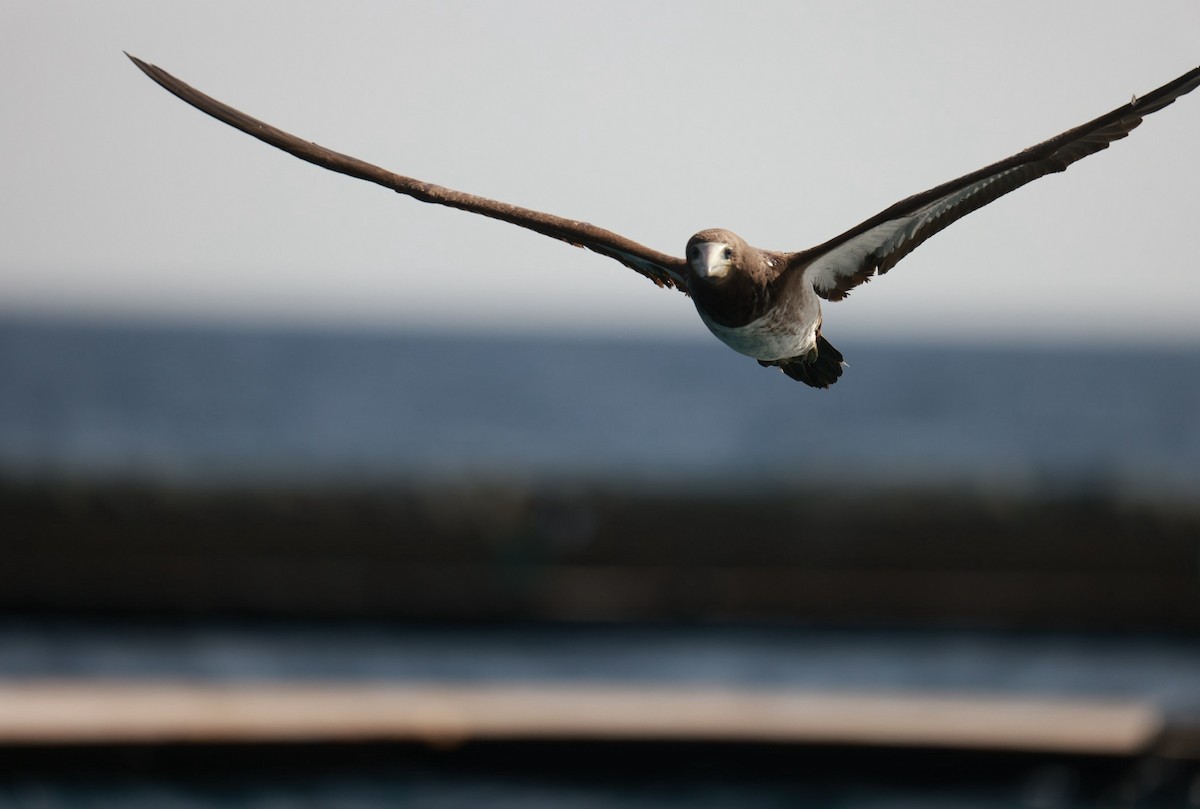 Brown Booby - ML642322420