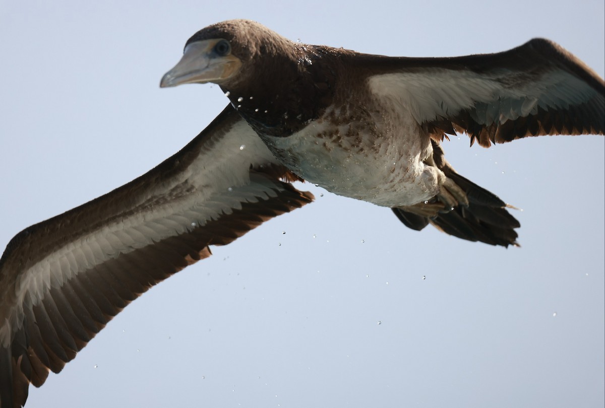 Brown Booby - ML642322424
