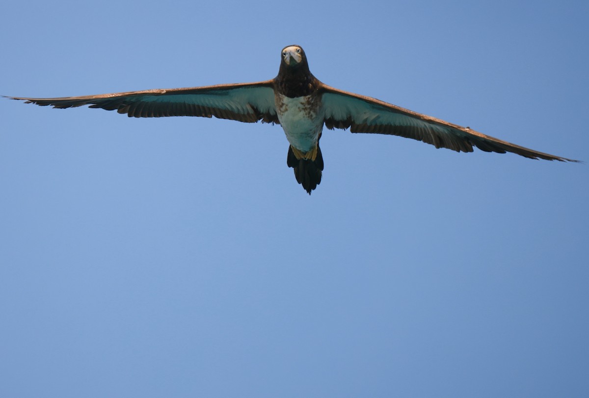 Brown Booby - ML642322428