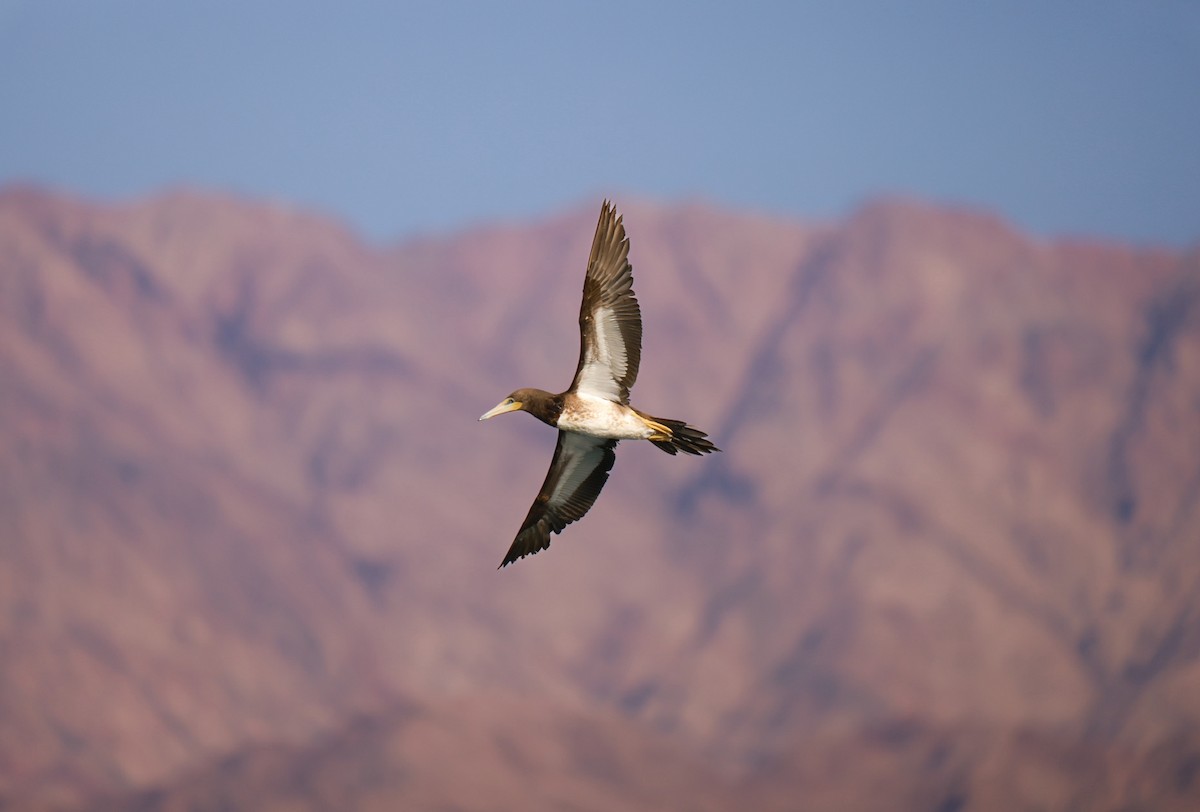 Brown Booby - ML642322431