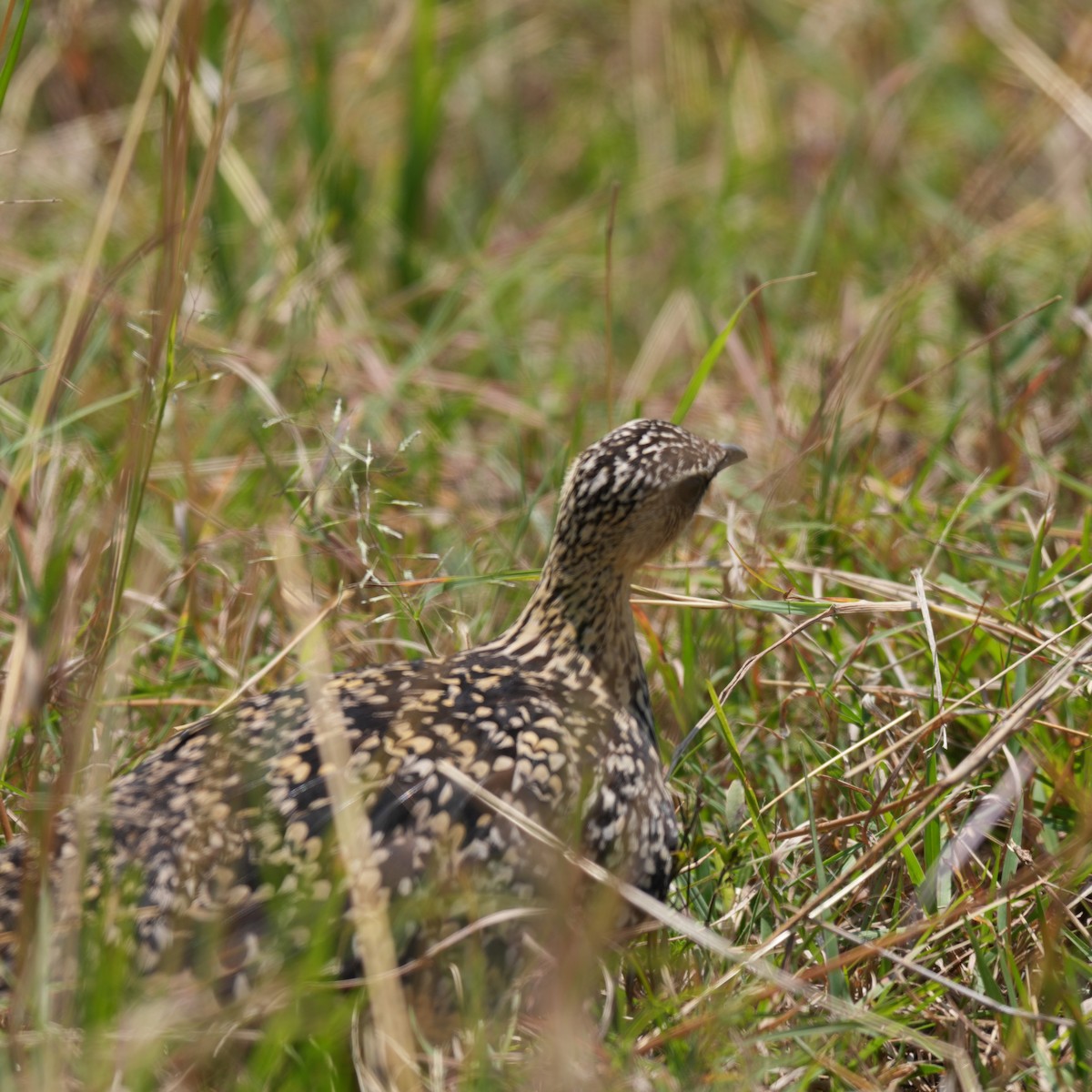 Yellow-throated Sandgrouse - ML642322446