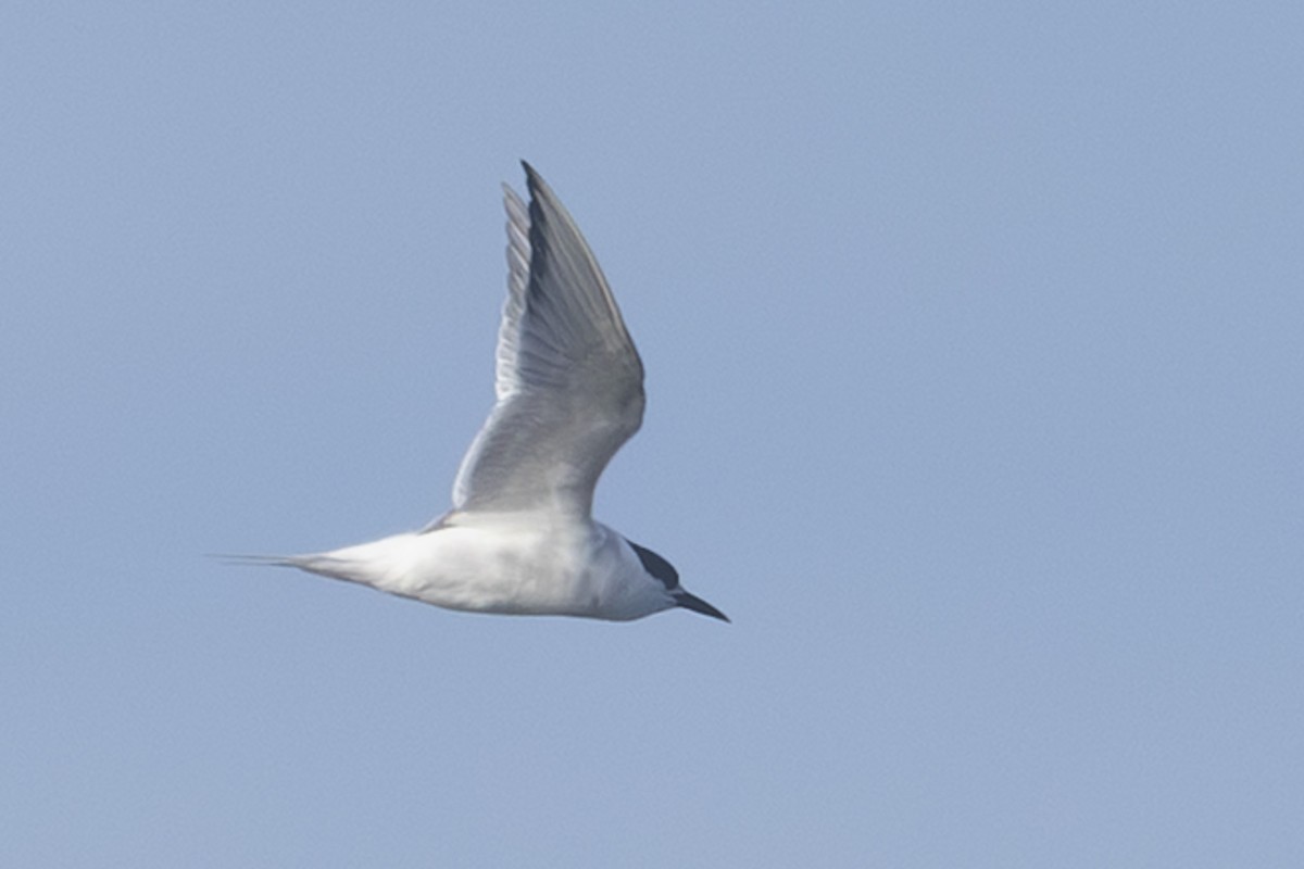 White-fronted Tern - ML642322466