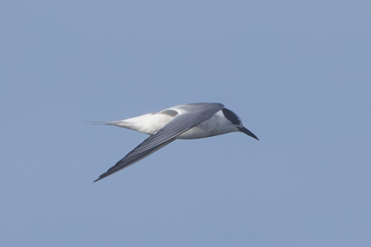 White-fronted Tern - ML642322467