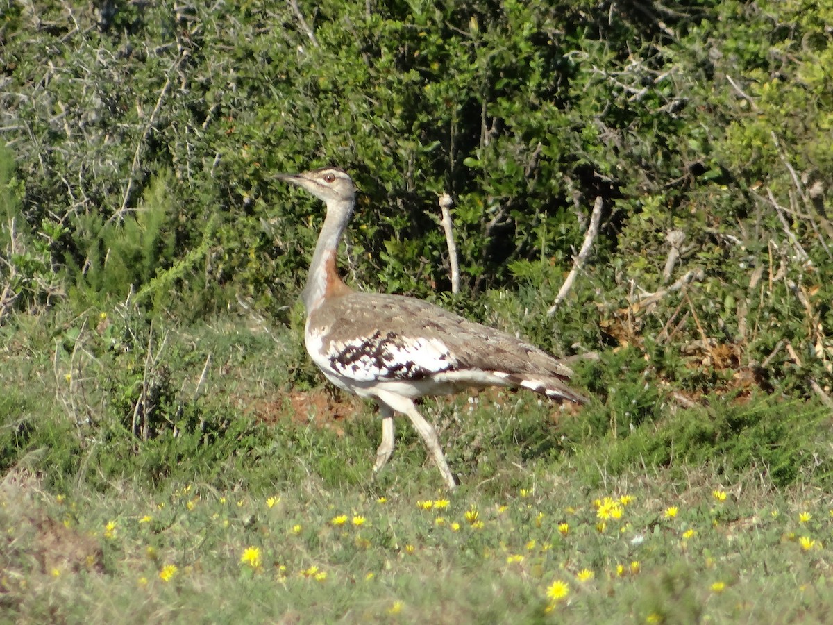 Denham's Bustard - ML642322501