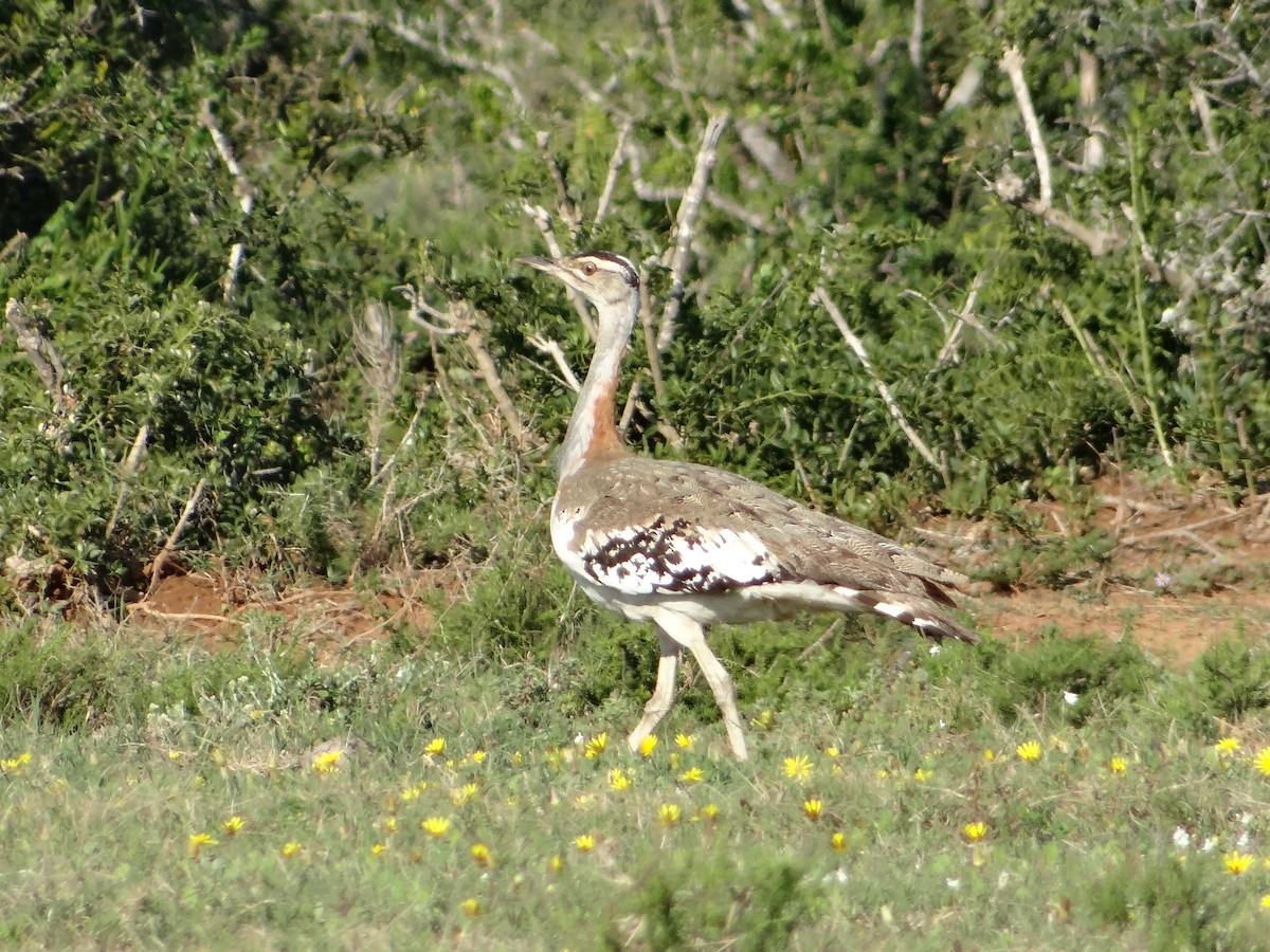 Denham's Bustard - ML642322502